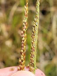 Image result for Paspalum plicatulum
