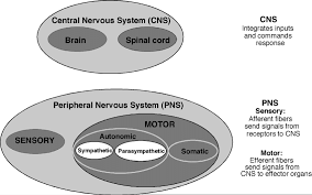 The central nervous system (cns) includes the brain and spinal cord (see figure below ). Simplified Schematic Representation Of The Nervous System The Central Download Scientific Diagram