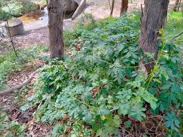 Image result for Solanum seaforthianum