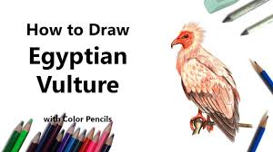 Choose your favorite egyptian vulture drawings from millions of available designs. How To Draw An Egyptian Vulture With Color Pencils Time Lapse Youtube
