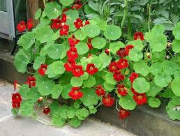 The flowers, leaves and flower buds can all be used in a wide range of recipes. Nasturtium Empress Of India Nasturtium Edible Flowers Beautiful Flowers