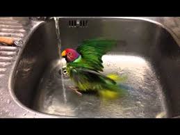 Koekoeken cat food bath creature legend. Cat Food Bath Creature Cat Mania