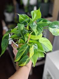 Heart leaf philodendron (philodendron cordatum) and velvet leaf vine (philodendron micans) will grow in water. Heart Leaf Philodendron Care Brasil Philodendron And Propagation Tips