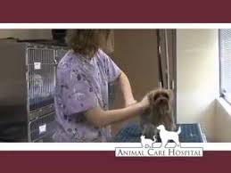 The professional and courteous staff at animal care animal care hospital strives to offer excellence in veterinary care to cedar rapids, ia and surrounding areas. Animal Care Hospital In Cedar Rapids Ia Youtube