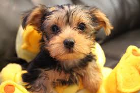Teacup yorkie puppies and dogs for adoption and rescue from yorkshire terrier dog breeders and rescue organizations in delaware, de. K4xc Hsb8nlumm