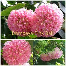 Image result for Dombeya
