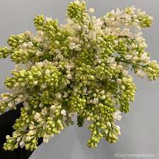 Maybe you would like to learn more about one of these? Orange County Wholesale Flowers 1077 Photos 137 Reviews Florists 603 W Dyer Rd Santa Ana Ca United States Phone Number Yelp