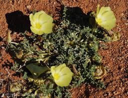 Image result for Grielum