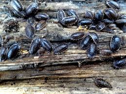 Die asseln (isopoda) sind eine ordnung, die zur klasse der höheren krebse (malacostraca) gehört. Asseln In Haus Und Garten Schadlich Oder Nicht Industrieverband Agrar