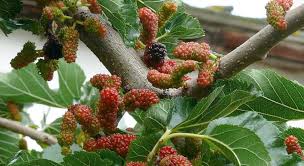 Morus species, white mulberry tree. How To Kill A Mulberry Tree Guide Lawncare