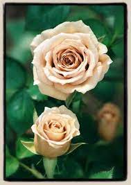 Cafe Ole I Ve Had This Rose For Several Years Very Lovely Flower Although Mine Looks Nothing Like The Picture It S More Of A Greyish Lavender Mooie Rozen