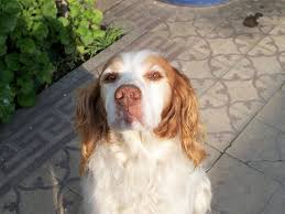 Последние твиты от breton s.p.a. File Perro Breton Jpg Wikimedia Commons