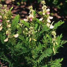 Image result for Tephrosia rhodesica
