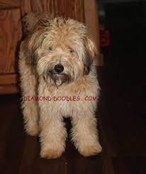 Whoodle Puppies Available Whoodle Puppy Whoodle Dog Whoodle Puppies For Sale