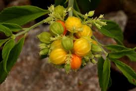 Image result for Hoslundia