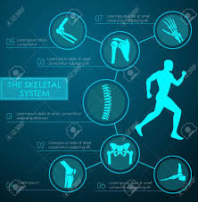 Medical Infographic Of Human Skeletal System Anatomy Chart With