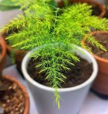 Image result for Asparagus setaceus