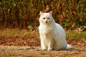 Sesuatu akan terjadi dalam hidup kamu yang. Wajib Waspada Inilah 4 Arti Mimpi Bertemu Kucing Putih Mulai Disebut Akan Ada Masalah Datang Hingga Tanda Jatuh Sakit