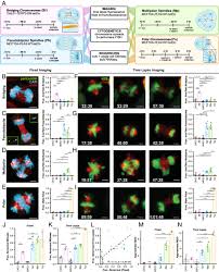 A survey of chromosomal instability measures across mechanistic models |  PNAS