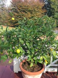 Lemon Tree Lemon Tree Plants Tree