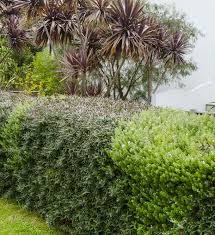 4 Arbustes A Feuillage Persistant Pour Une Haie Belle Toute L Annee Arbustes A Feuillage Persistant Feuillage Persistant Arbuste