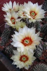 For the best nursery in vista, ca, call and come visit us today! J J Cactus And Succulents