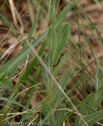 Image result for Senecio latifolius