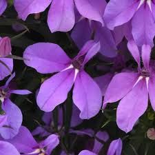 Image result for Lobelia thermalis