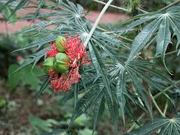 Image result for Jatropha scaposa
