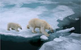 4416, russell rd, suite a, mukilteo, wa, 98275. How Is The Polar Bear Adapted To Its Environment Worldatlas