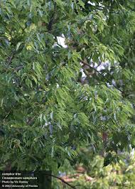 Many ketones can be toxic internally and topically. Center For Aquatic And Invasive Plants University Of Florida Ifas
