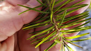Some of the most well known toxic varieties include the ponderosa pine, balsam fir, lodgepole, and monterey pines.avoid them. How To Identify Douglas Fir Youtube