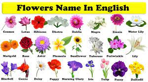 Find pictures of over 1,000 flowers with names on my pinterest board. Flowers Names In English With Pdf Learn Flowers Flowers Name In English Download Pdf Youtube