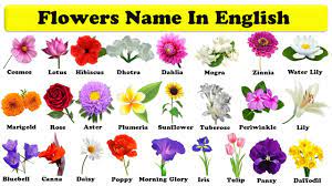 Please enter your name here. Flowers Names In English With Pdf Learn Flowers Flowers Name In English Download Pdf Youtube