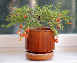 The small dwarf pomegranate tree grows in u.s. Indoor Pomegranate Tree Tips On Growing Pomegranate Trees Indoors