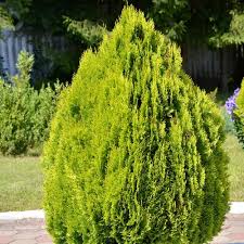 Image result for Platycladus