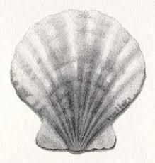 We did not find results for: Draw A Scallop Shell In Six Steps Carol S Drawing Blog