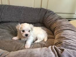 Ethan Maltese Adopt Maltese S For Sale At Vip Puppies Puppies Puppies Near Me Cheap Puppies