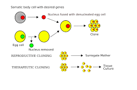 The functions of the nucleus and organelles are necessary for the cell operation. Somatic Cell Nuclear Transfer Wikipedia