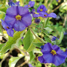 Image result for Lycianthes rantonnetii