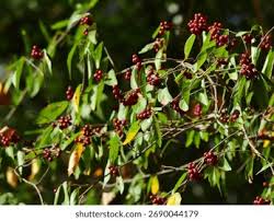 Image result for Grewia arborea