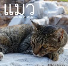 ในวันที่ 4 มิถุนายน ของทุกๆ ได้ถูกกำหนดให้เป็นวัน 'national hug your cat day' หรือวัน. 8 à¸ª à¸‡à¸«à¸²à¸„à¸¡ à¸§ à¸™à¹à¸¡à¸§à¹‚à¸¥à¸