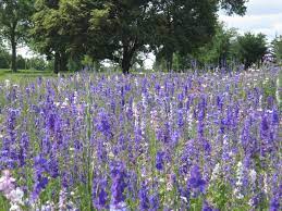 Larkspur Gorgeous Larkspur Flower Wild Flower Meadow Larkspur
