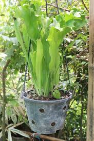 Image result for Polycarpon