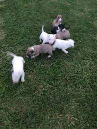 Please park and call the phone number listed on the designated signage when you arrive. Kusa Registered Bull Terrier Puppies For Sale Female R 6 500 Male R 6 000 Paarl Bull Terrier Puppies Dog Breeders Gallery 95248
