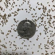 Image result for Aizoon virgatum