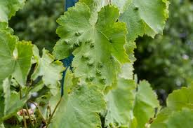 Image result for Colomerus vitis