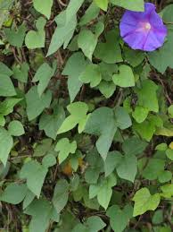 Image result for Ipomoea involucrata