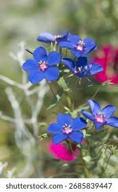 Image result for Lysimachia monelli