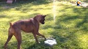 Published on 6/18/2020 at 12:23 pm. Dog Loves Personal Water Fountain The Dodo Youtube